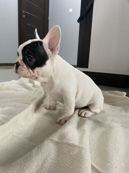 Buldog Francuski, piesek, biały