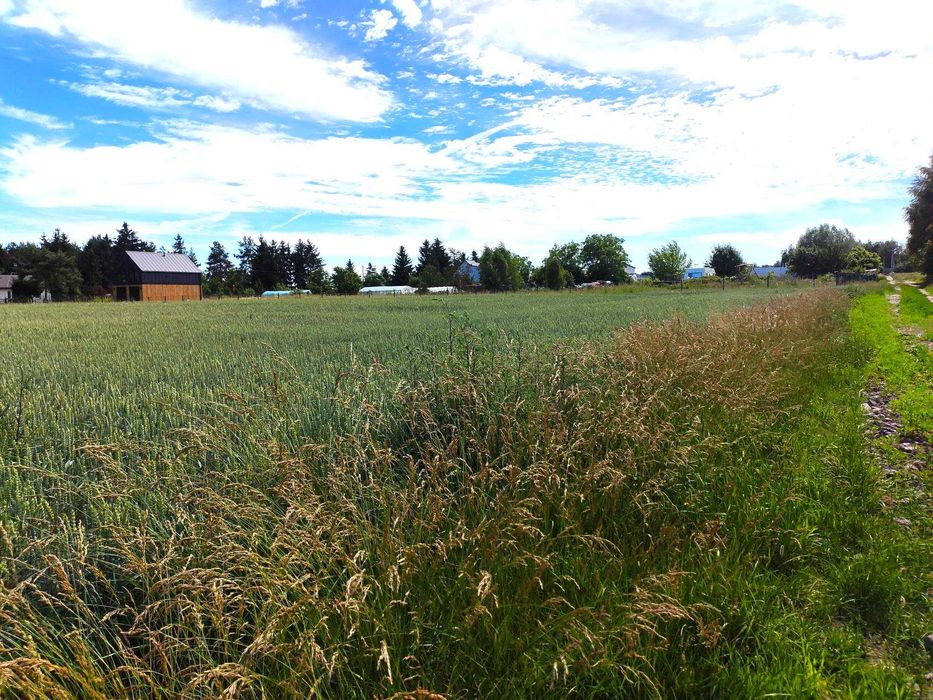 Działka 50 m od jeziora Ostrowickiego, pod budowę 4 domów. Widok na jezioro - Widok 4