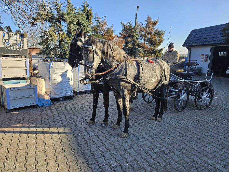 Sprzedam pięknego ogierka rasy śląskiej