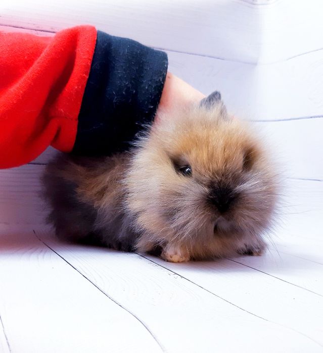 Карликовые миниатюрные декорат.торчеухие и вислоухие мини кролики