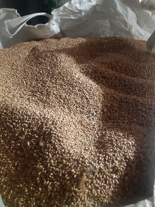 Продам пшеницю,   2025    ,