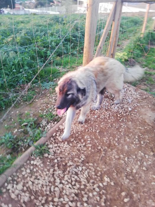 Cão serra da estrela, macho, 3 anos de idade