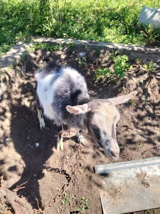 Кози продам дійні