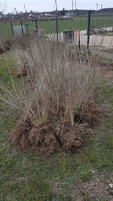 Ligustr  kopany z gruntu