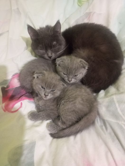 Британские котята