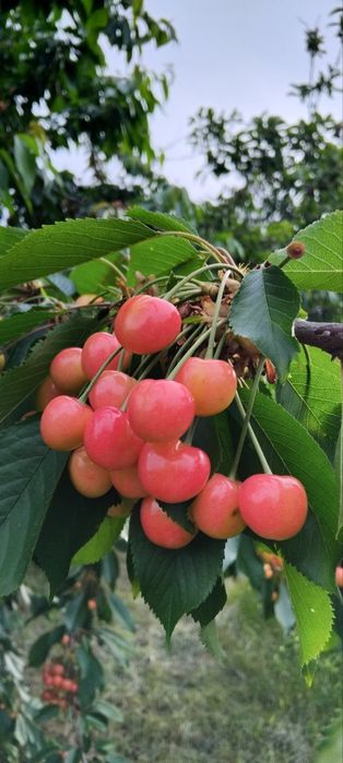 Черешня рожева ПЕРЕСИЛАЮ соковита солодка