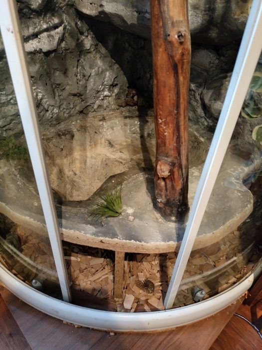 Sprzedam duże terrarium narożne