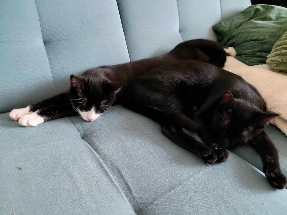 uratowane kociaki potrzebuja domkow