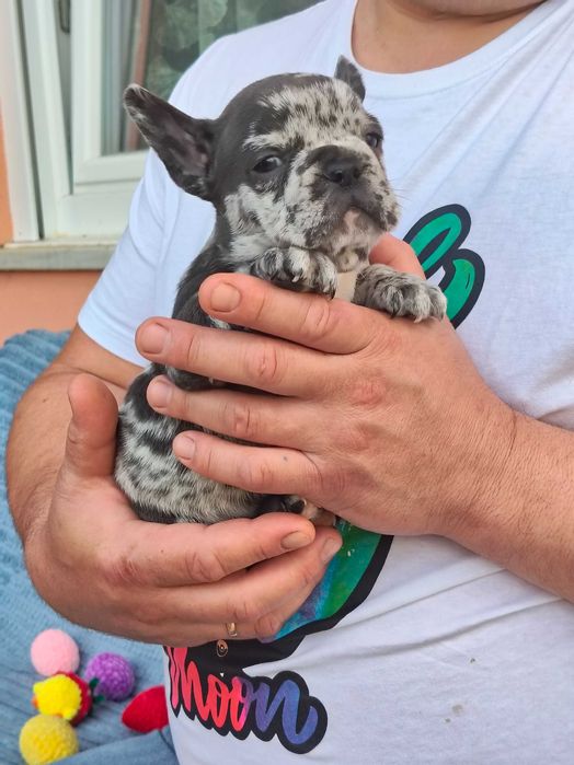 Buldogue Francês  femea Merle
