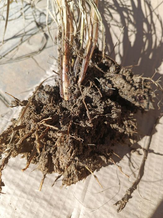 Rozplenica japońska Black beauty