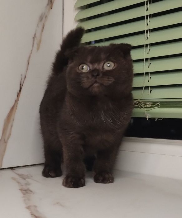 Чистокровна шотландська принцеса з ВАКЦИНАЦІЄЮ