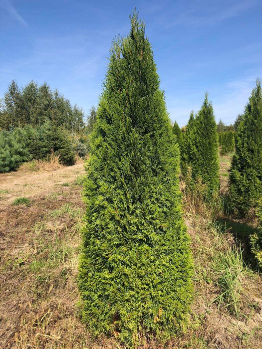 Tuja szmaragd, tuje od 60 do 250 cm! Thuja brabant do 200