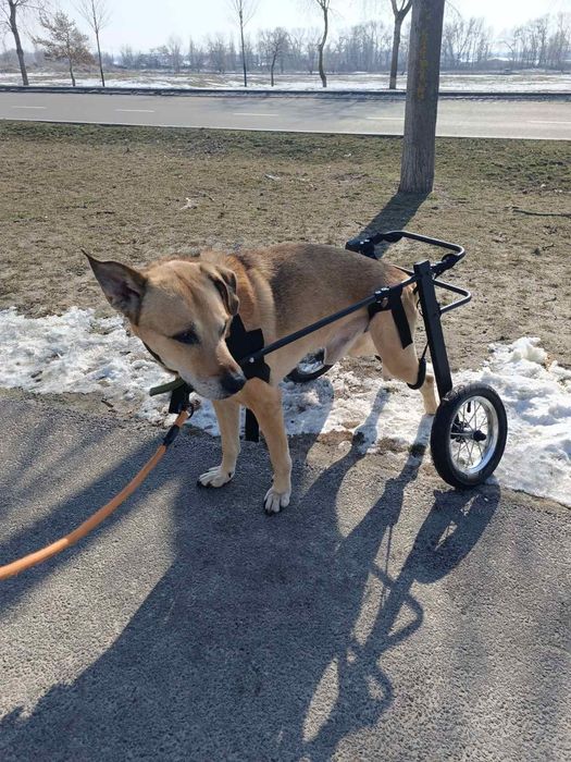 Изготовление инвалидных колясок для собак Инвалидная коляска для собак