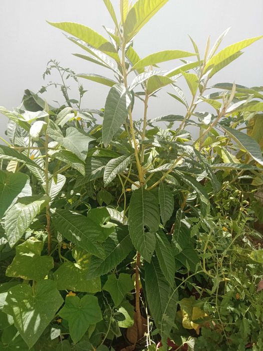 Árvores de fruto nespereiras