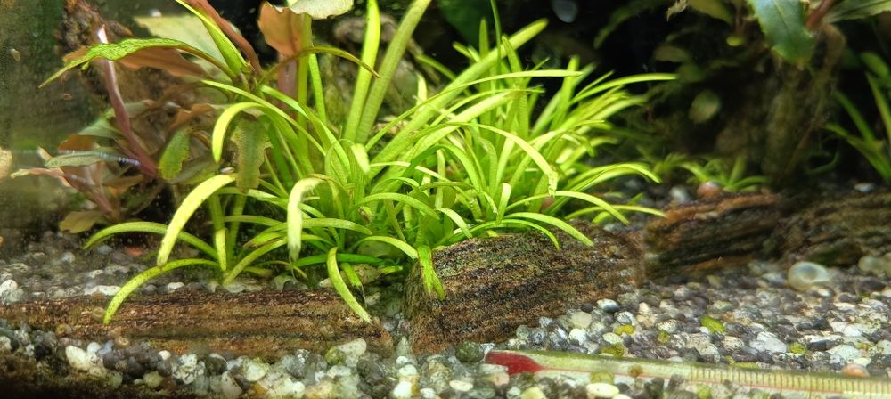 Sagittaria subulata