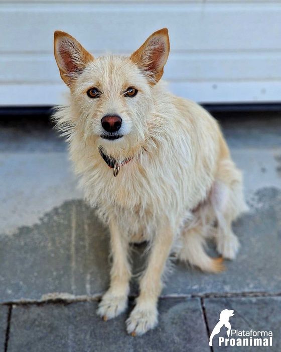 BARONESA - Cadelinha para Adoção