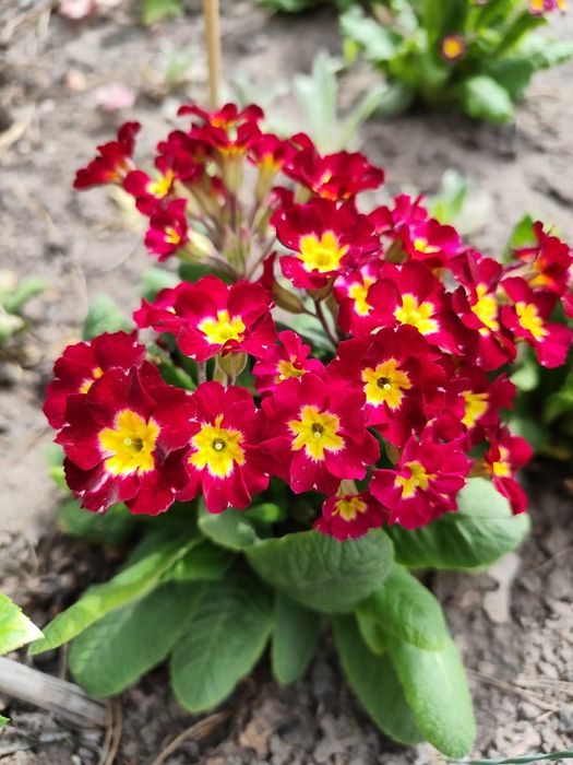 Ogłoszenie dla Natalii