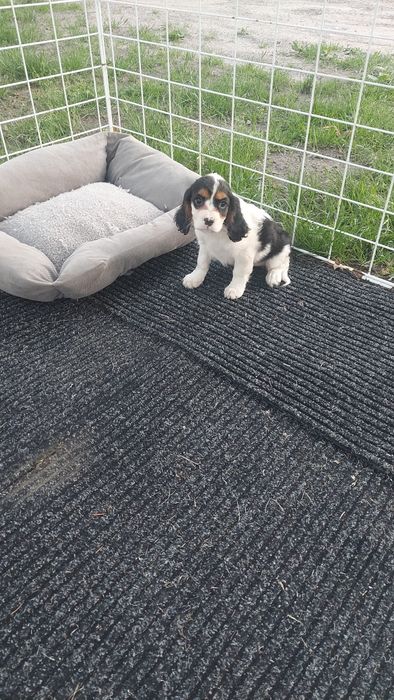 Cavalier king Charles spaniel szczeniak szczeniaki