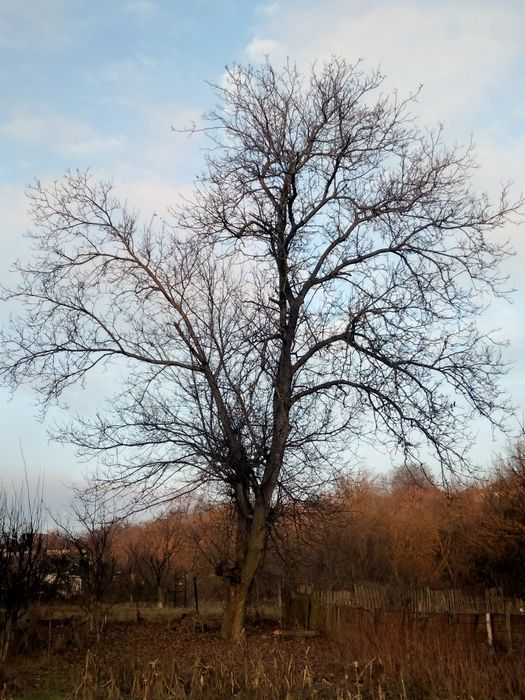 Отдам горіх безкоштовно