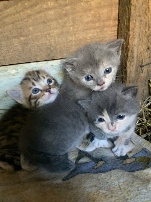 Віддамо безкоштовно кошенят від британки