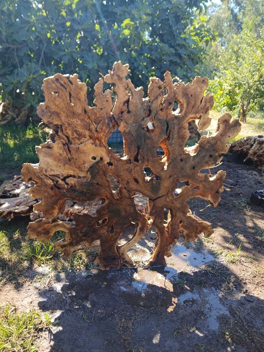 Raizes decorativas