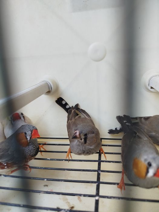 Vários mandarins novos