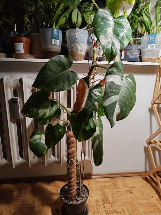 Filodendron White princess