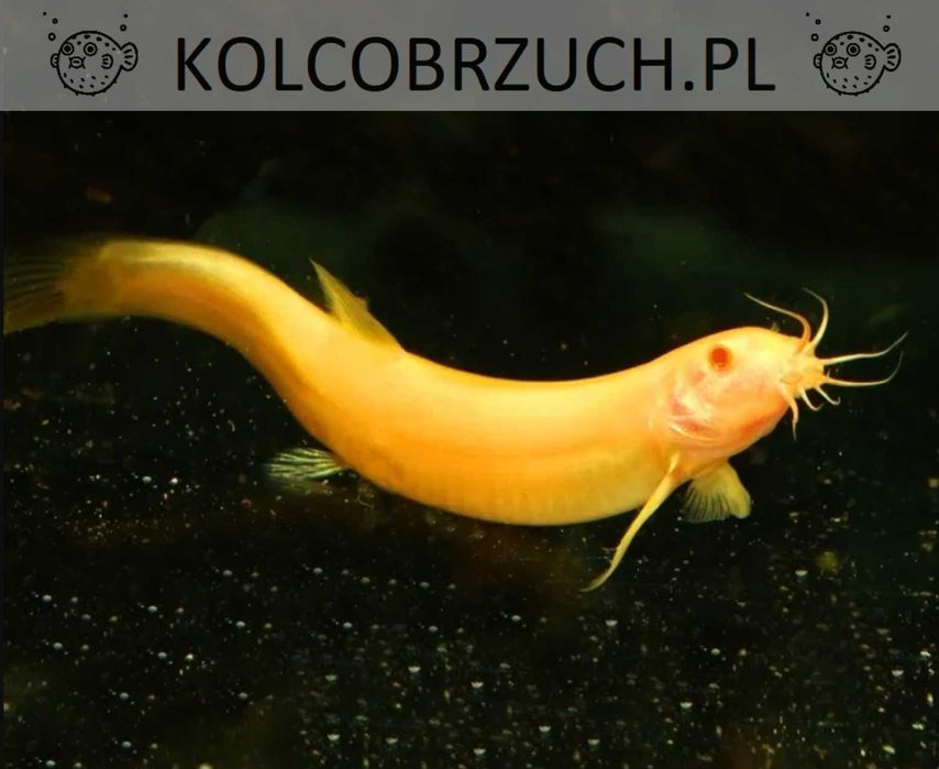 Piskorz amurski odmiana GOLD - Piskorz mułowy - Misgurnus - dowóz