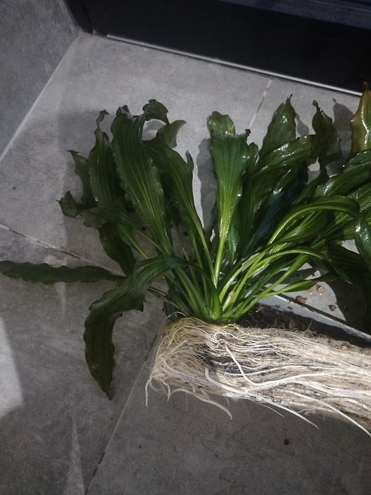 Żabienica  duża mocno ukozeniona