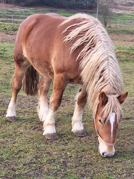 Koń, Klacz zimnokrwista, kasztanka,