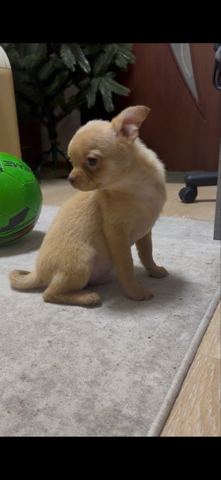 Хлопчик чіхуахуа