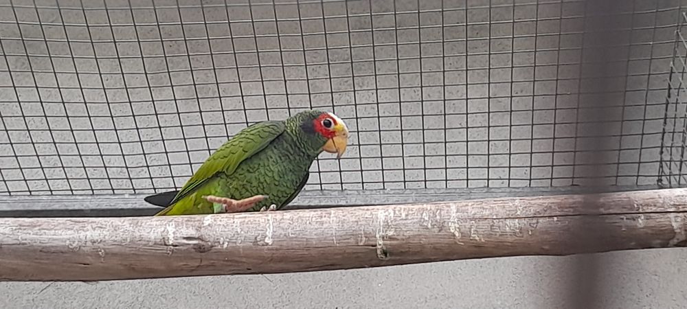 Amazona Xantholora