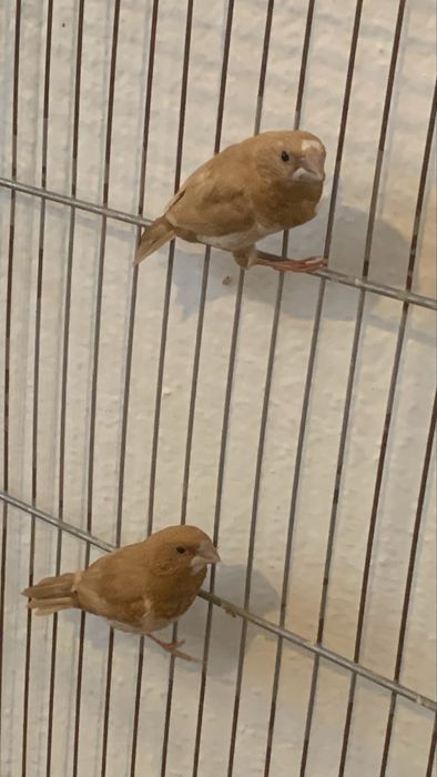 Mandarim machos e 2 bengalins