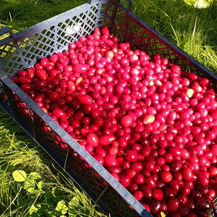 Dereń, owoce derenia