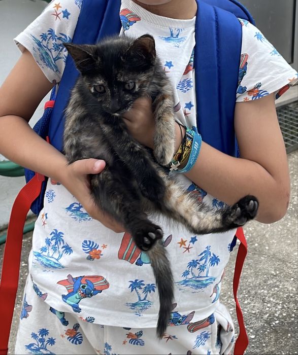 Dou Gata com 3 meses MEIGA