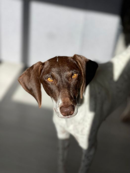 Nala, adoção responsável