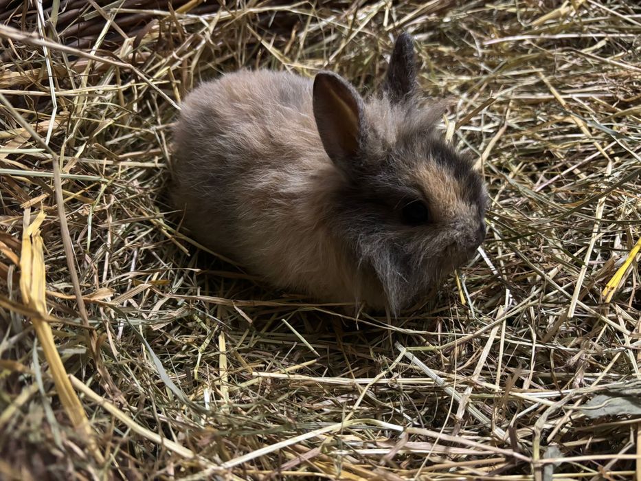 Króliczki miniaturki karzełek