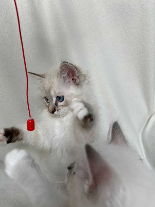 kocurek seal mitted lynx Ragdoll rodowód FPL