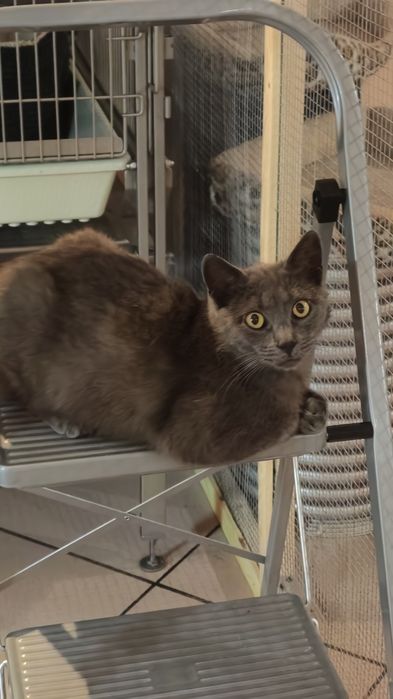 Серые коты и кошки  ищут дом!