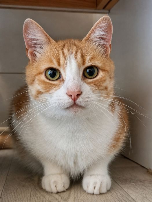 Молоденький котик ДНІПРО