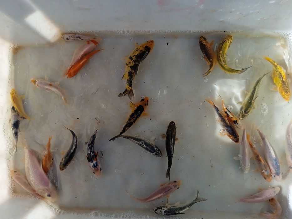 KARP Koi           .