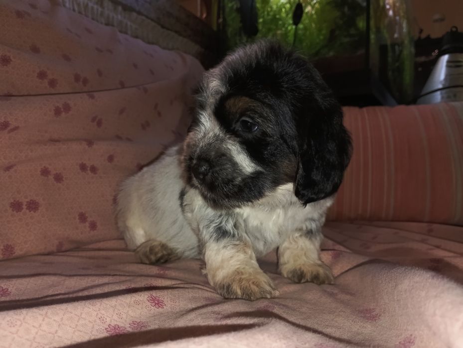 Cockapoos lindos e saudaveis