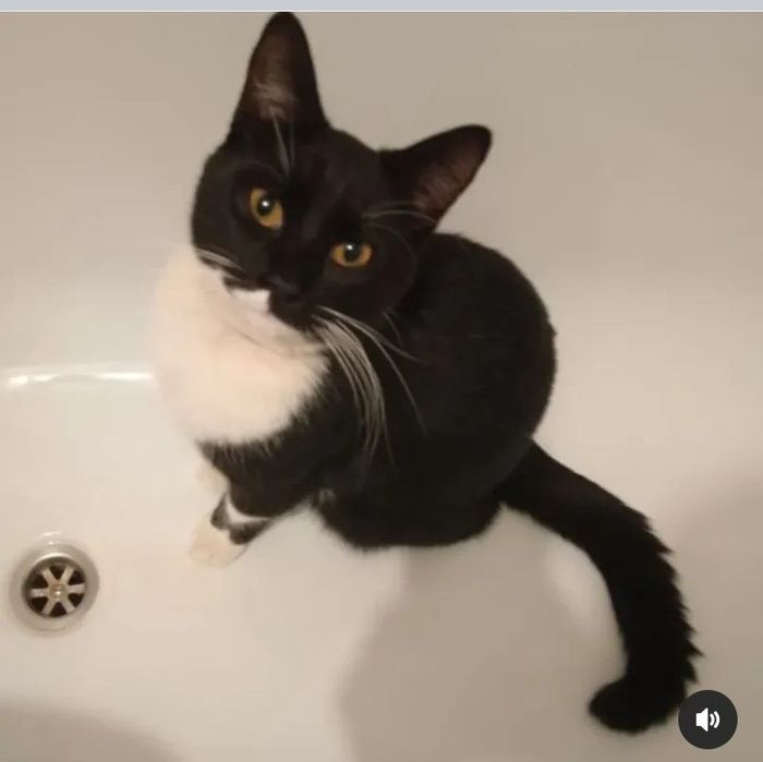 Корм для котиков.Бесплатно.