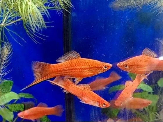 Меченосець  Акваріумні рибки  Вильчасті