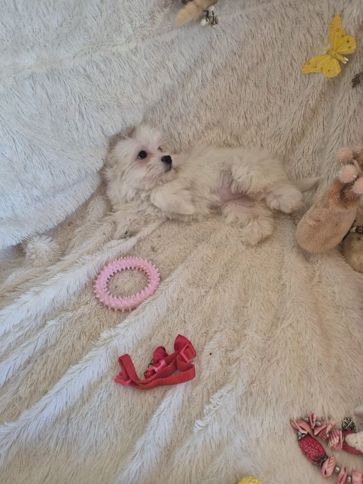 Bichon Maltês Fêmea Criadora Registada PT3088FL
