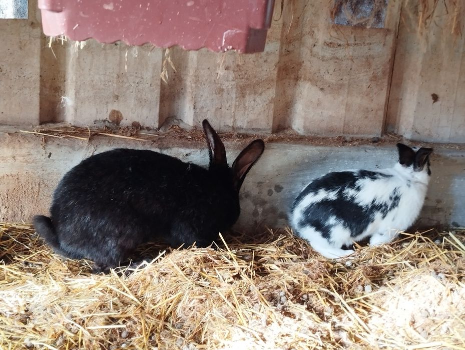 Vendo coelhos machos prontos a fazer criação