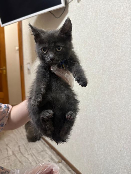 Сірий котик в пошуках родини