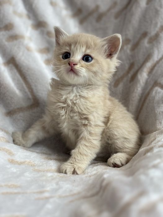 Шикарний хлопчик котик
