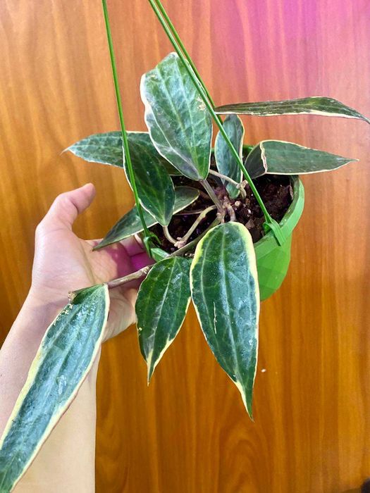 Hoya Latifolia 'albomarginata'
