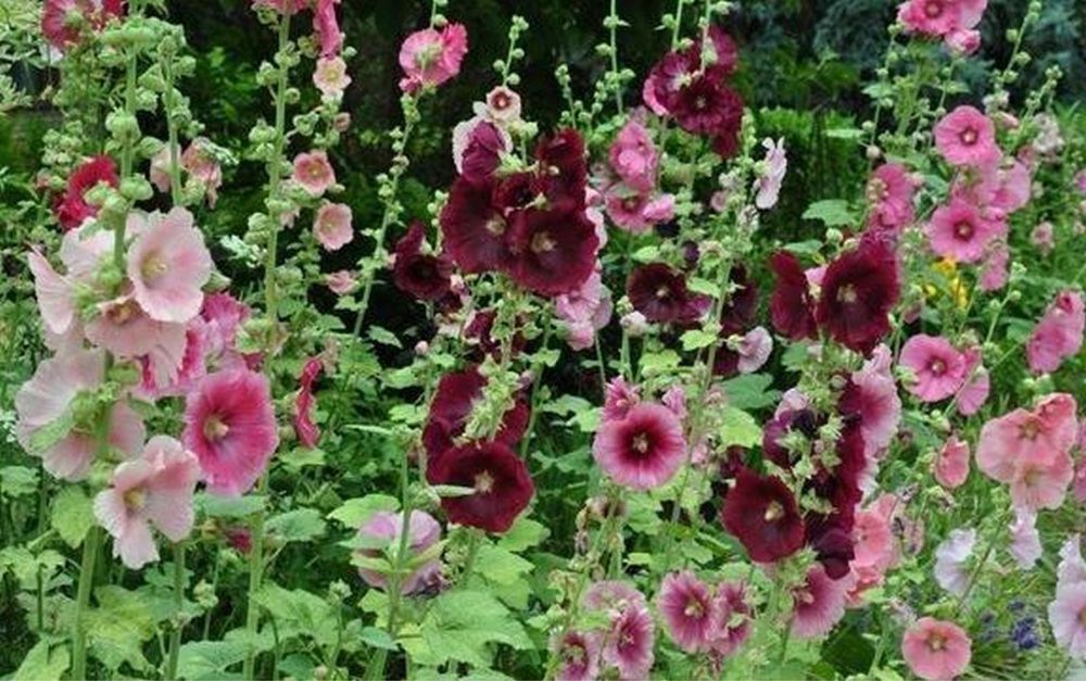 Насіння Мальви (мікс)